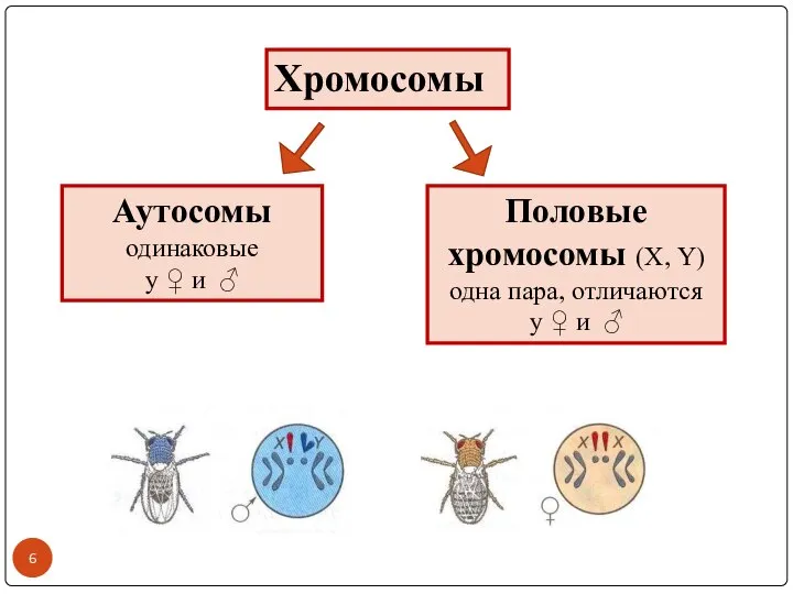 Хромосомы Аутосомы одинаковые у ♀ и ♂ Половые хромосомы (Х, Y) одна