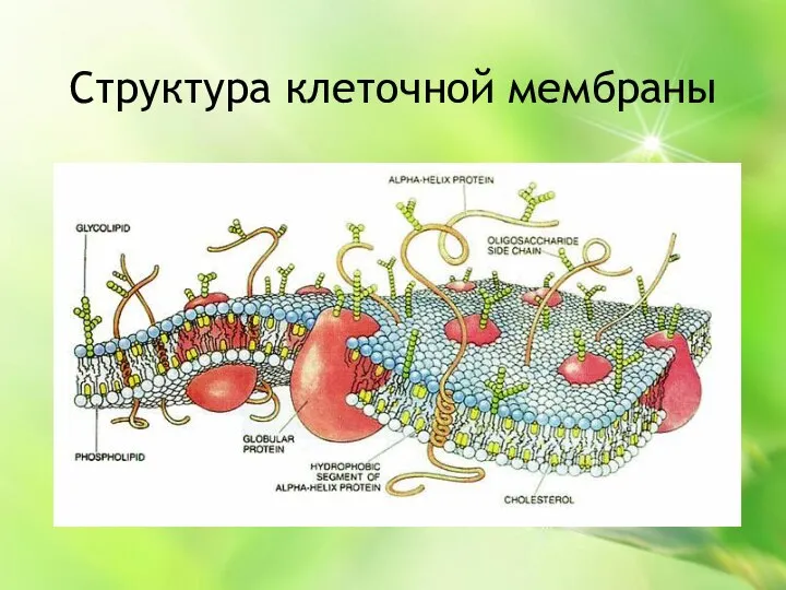 Структура клеточной мембраны