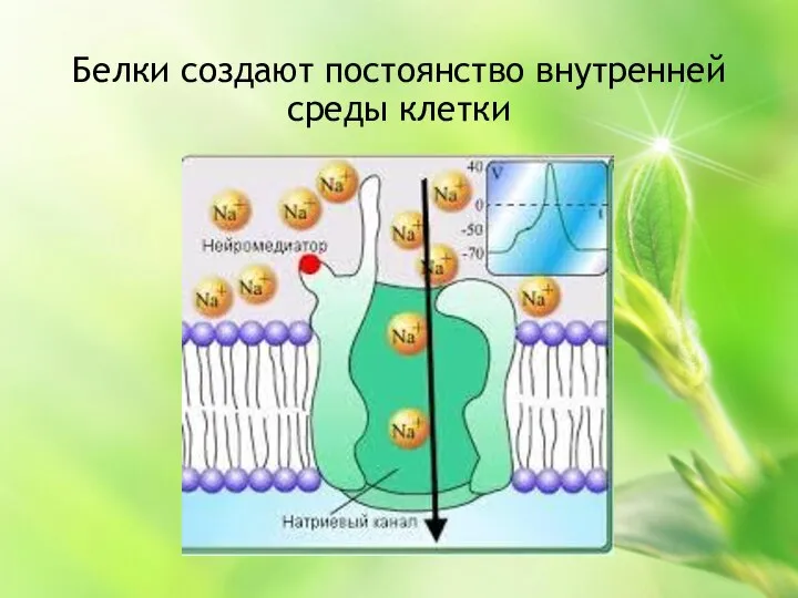 Белки создают постоянство внутренней среды клетки