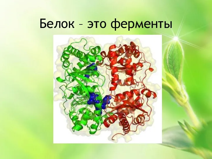 Белок – это ферменты