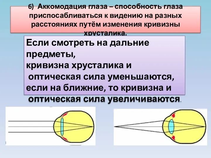 6) Аккомодация глаза – способность глаза приспосабливаться к видению на разных расстояниях