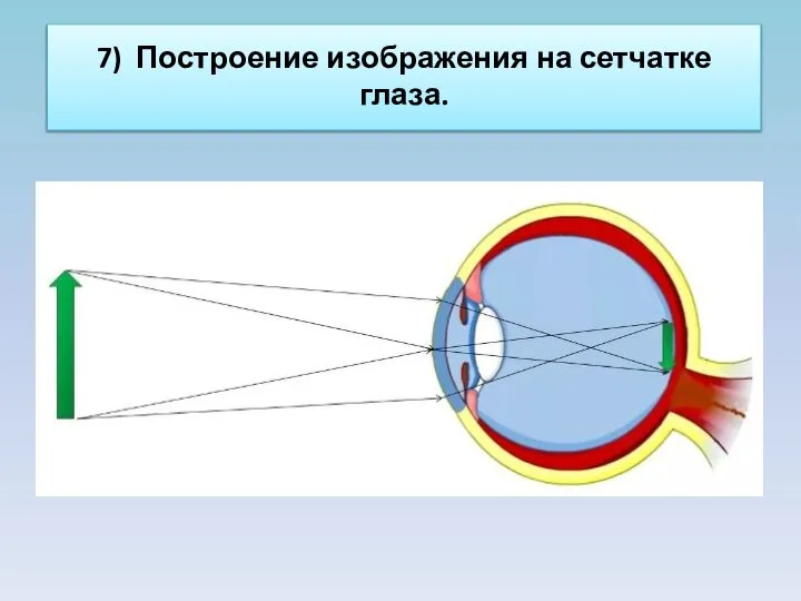 7) Построение изображения на сетчатке глаза.