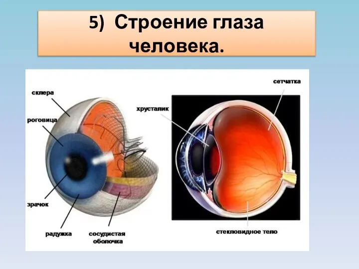 5) Строение глаза человека.