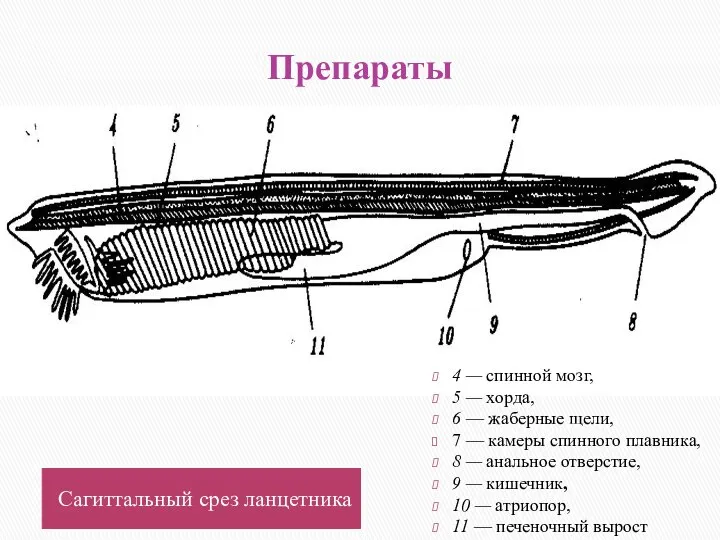 Препараты Сагиттальный срез ланцетника 4 — спинной мозг, 5 — хорда, 6