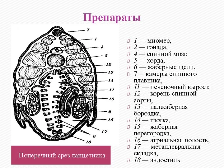 Препараты 1 — миомер, 2 — гонада, 4 — спинной мозг, 5