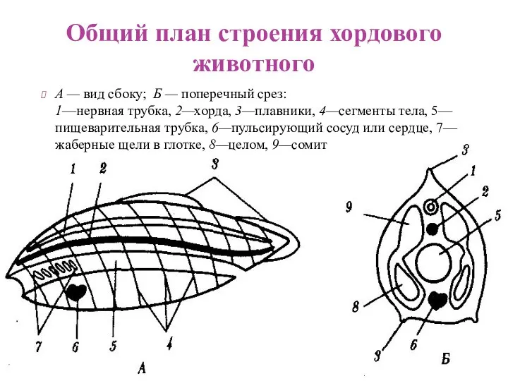 Общий план строения хордового животного А — вид сбоку; Б — поперечный