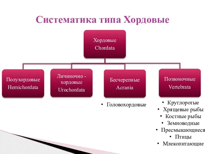 Систематика типа Хордовые Головохордовые Круглоротые Хрящевые рыбы Костные рыбы Земноводные Пресмыкающиеся Птицы Млекопитающие