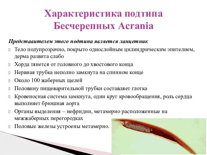 Представителем этого подтипа является ланцетник Тело полупрозрачно, покрыто однослойным цилиндрическим эпителием, дерма