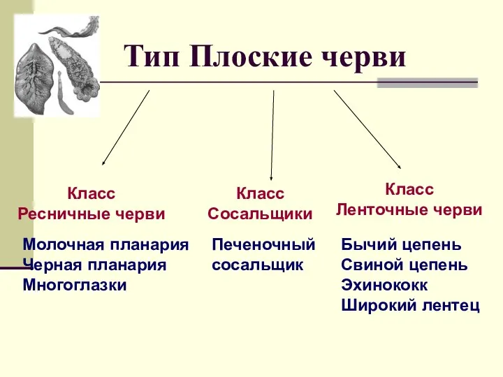 Тип Плоские черви Класс Ленточные черви Класс Сосальщики Класс Ресничные черви Молочная