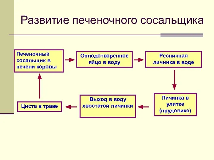 Развитие печеночного сосальщика Печеночный сосальщик в печени коровы Оплодотворенное яйцо в воду