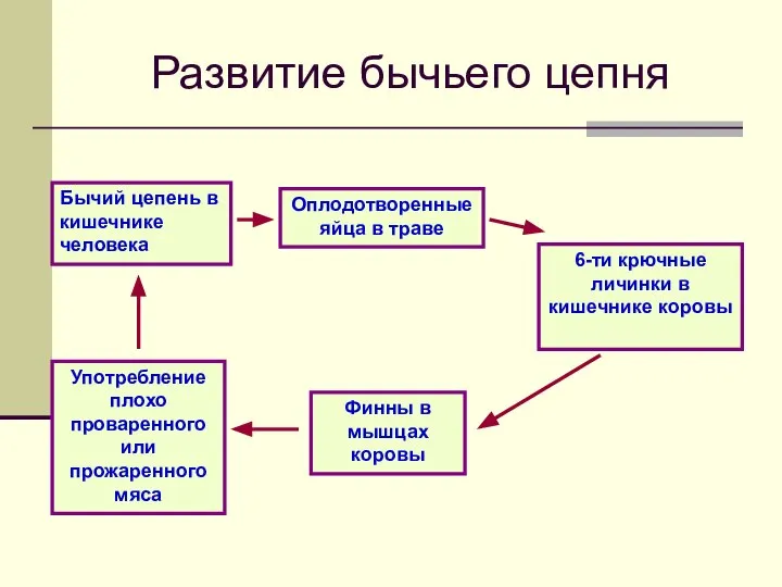 Развитие бычьего цепня Бычий цепень в кишечнике человека Оплодотворенные яйца в траве