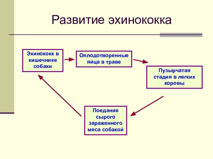 Развитие эхинококка Эхинококк в кишечнике собаки Оплодотворенные яйца в траве Пузырчатая стадия