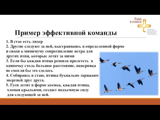 Пример эффективной команды 1. В стае есть лидер 2. Другие следуют за