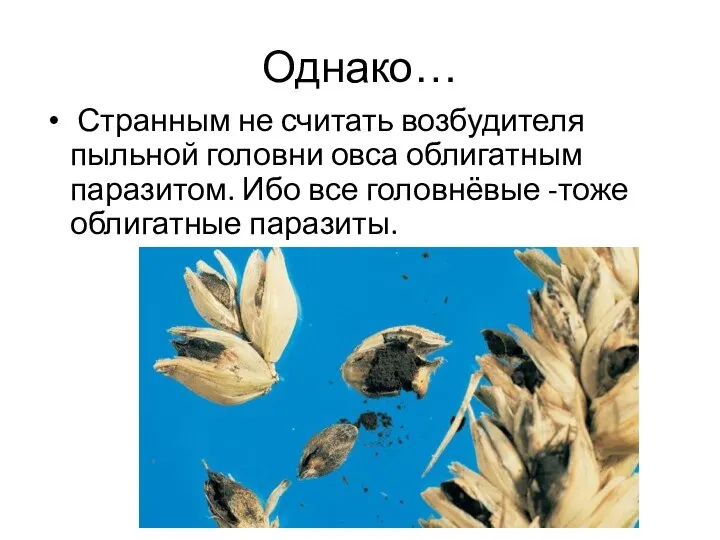 Однако… Странным не считать возбудителя пыльной головни овса облигатным паразитом. Ибо все головнёвые -тоже облигатные паразиты.