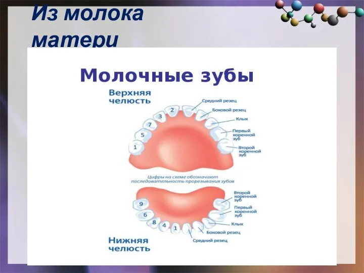 Из молока матери