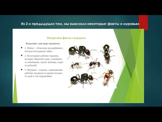 Из 2-х предыдущих тем, мы выяснили некоторые факты о муравьях