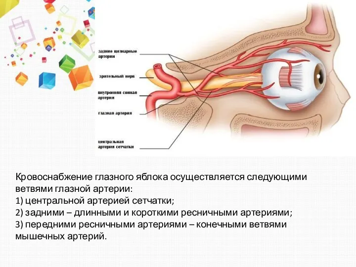 Кровоснабжение глазного яблока осуществляется следующими ветвями глаз­ной артерии: 1) центральной артерией сетчатки;