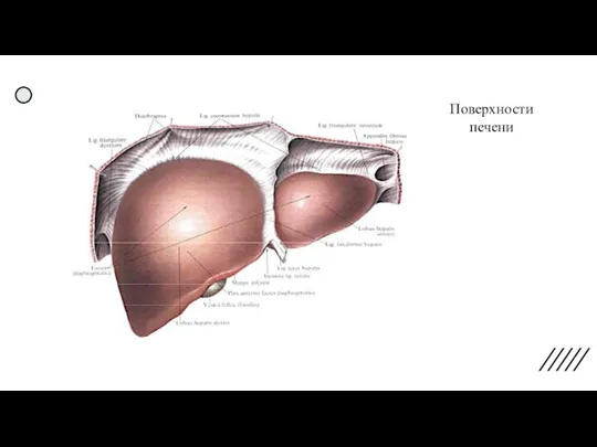 Поверхности печени