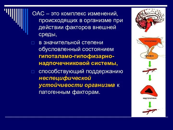 ОАС – это комплекс изменений, происходящих в организме при действии факторов внешней