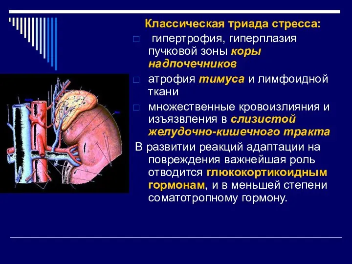 Классическая триада стресса: гипертрофия, гиперплазия пучковой зоны коры надпочечников атрофия тимуса и