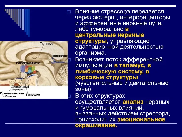 Влияние стрессора передается через экстеро-, интерорецепторы и афферентные нервные пути, либо гуморально