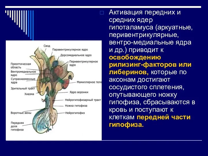 Активация передних и средних ядер гипоталамуса (аркуатные, перивентрикулярные, вентро-медиальные ядра и др.)