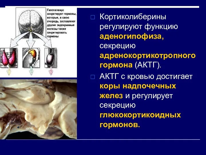 Кортиколиберины регулируют функцию аденогипофиза, секрецию адренокортикотропного гормона (АКТГ). АКТГ с кровью достигает