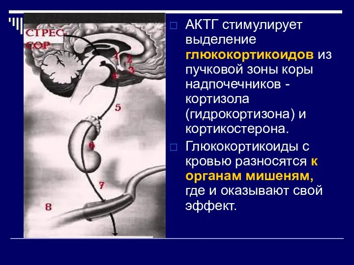 АКТГ стимулирует выделение глюкокортикоидов из пучковой зоны коры надпочечников - кортизола (гидрокортизона)