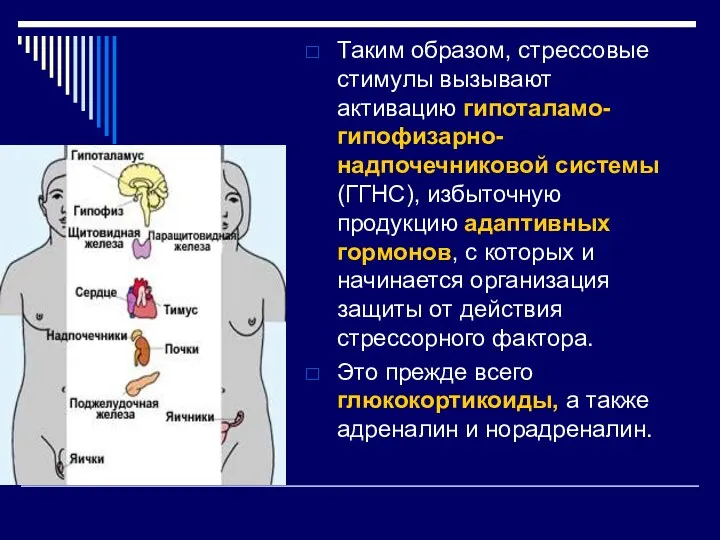 Таким образом, стрессовые стимулы вызывают активацию гипоталамо-гипофизарно-надпочечниковой системы (ГГНС), избыточную продукцию адаптивных