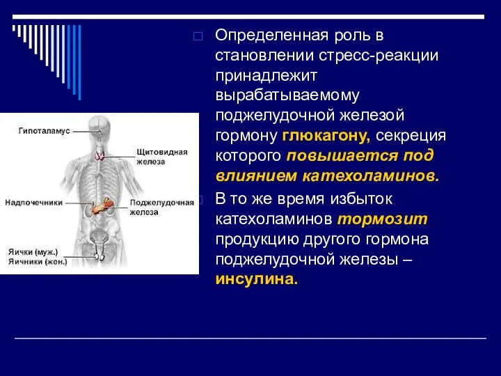 Определенная роль в становлении стресс-реакции принадлежит вырабатываемому поджелудочной железой гормону глюкагону, секреция