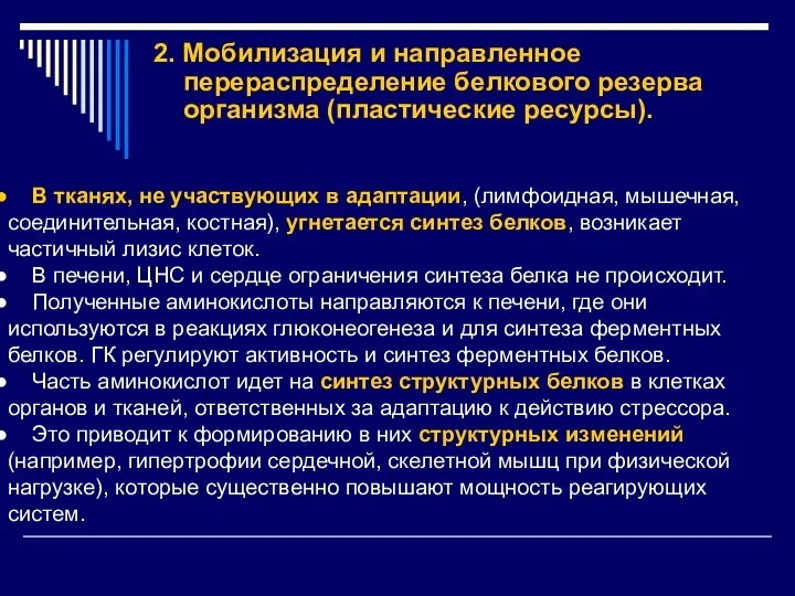 2. Мобилизация и направленное перераспределение белкового резерва организма (пластические ресурсы). В тканях,