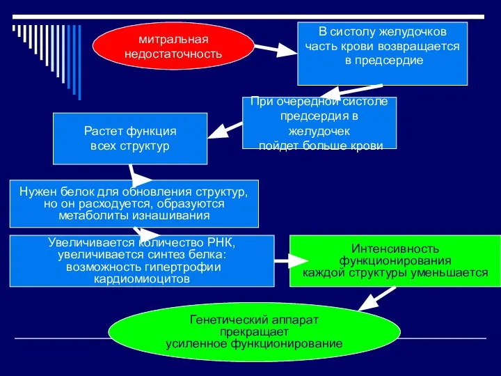 митральная недостаточность В систолу желудочков часть крови возвращается в предсердие При очередной