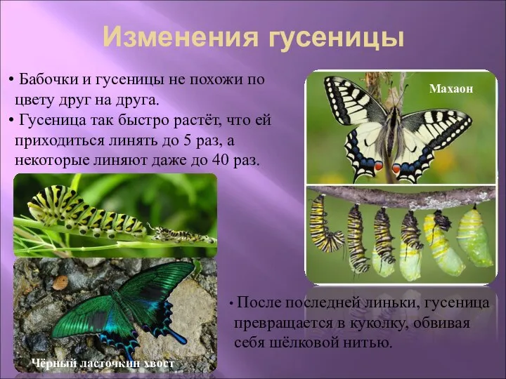 Изменения гусеницы Бабочки и гусеницы не похожи по цвету друг на друга.