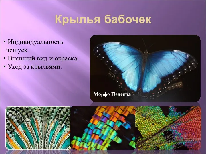 Крылья бабочек Индивидуальность чешуек. Внешний вид и окраска. Уход за крыльями. Морфо Пелеида