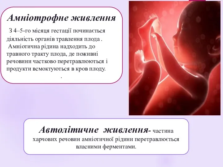 Амніотрофне живлення З 4–5-го місяця гестації починається діяльність органів травлення плода .