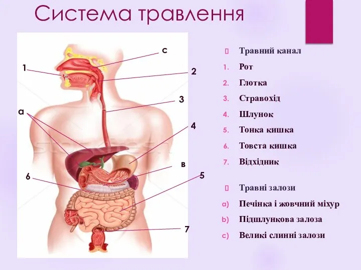 Система травлення Травний канал Рот Глотка Стравохід Шлунок Тонка кишка Товста кишка