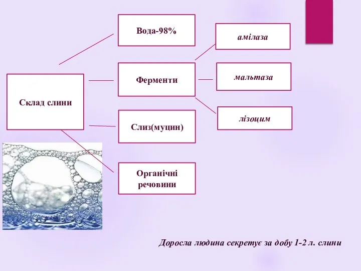 Доросла людина секретує за добу 1-2 л. слини Склад слини Вода-98% Ферменти