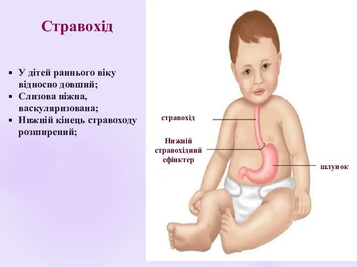 Стравохід У дітей раннього віку відносно довший; Слизова ніжна, васкуляризована; Нижній кінець