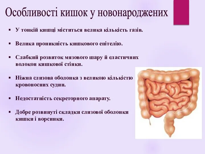 Особливості кишок у новонароджених У тонкій кишці міститься велика кількість газів. Велика