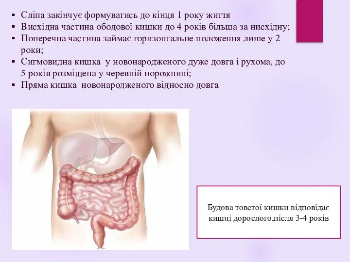 Сліпа закінчує формуватись до кінця 1 року життя Висхідна частина ободової кишки