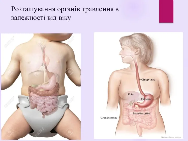 Розташування органів травлення в залежності від віку