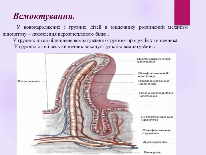 Всмоктування. У новонароджених і грудних дітей в кишечнику розвинений механізм піноцитозу –