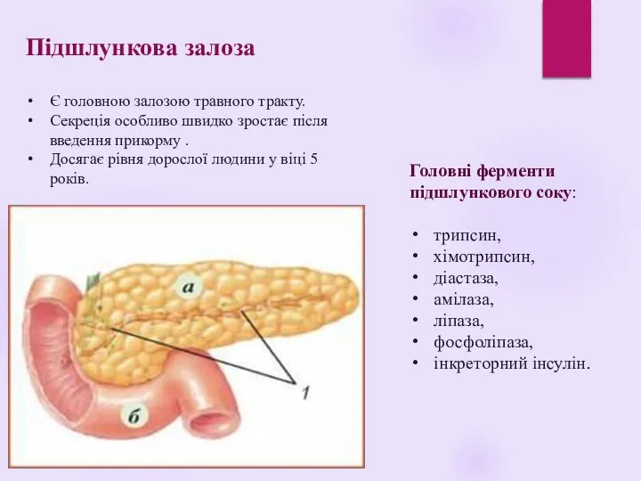 Головні ферменти підшлункового соку: трипсин, хімотрипсин, діастаза, амілаза, ліпаза, фосфоліпаза, інкреторний інсулін.