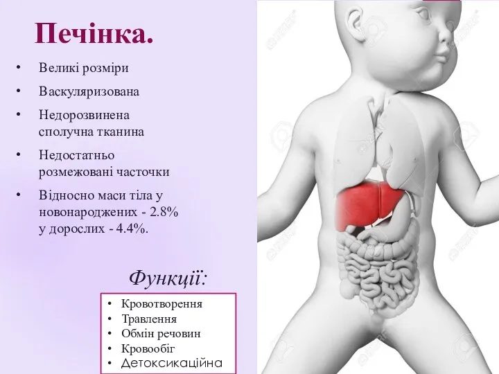 Печінка. Великі розміри Васкуляризована Недорозвинена сполучна тканина Недостатньо розмежовані часточки Відносно маси