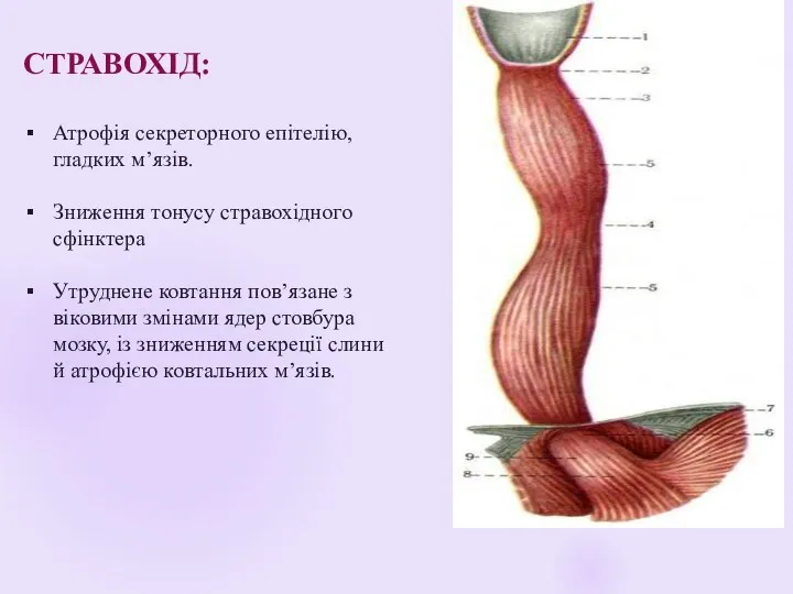 СТРАВОХІД: Атрофія секреторного епітелію, гладких м’язів. Зниження тонусу стравохідного сфінктера Утруднене ковтання