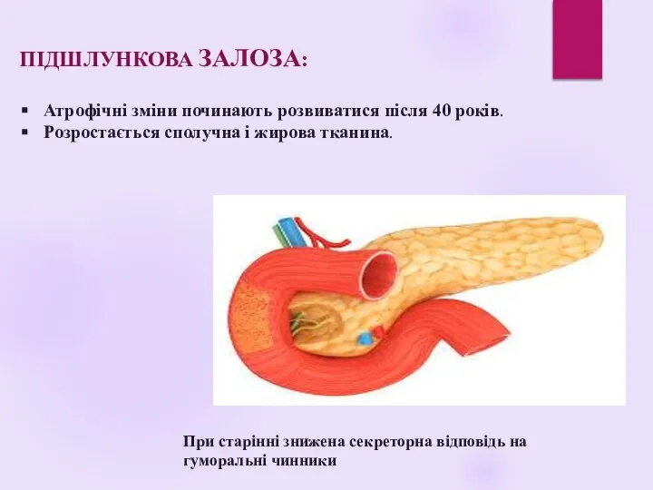 ПІДШЛУНКОВА ЗАЛОЗА: Атрофічні зміни починають розвиватися після 40 років. Розростається сполучна і