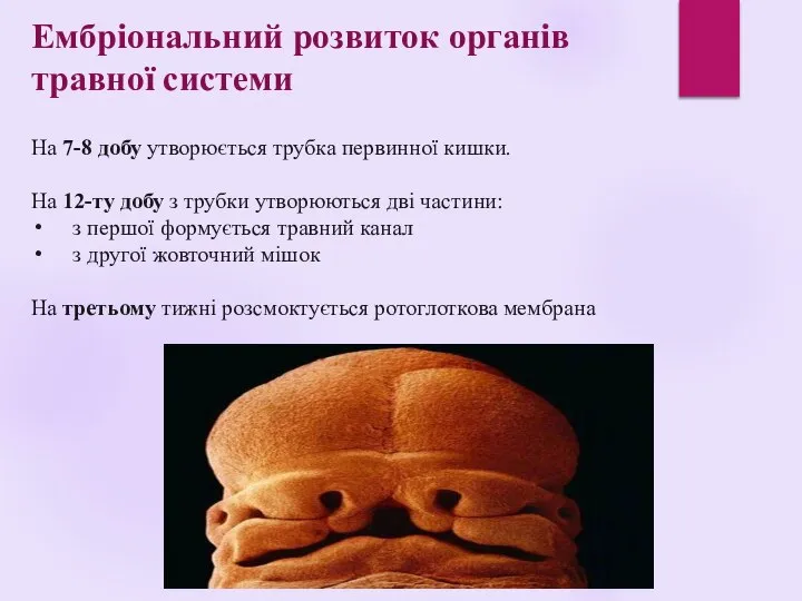 Ембріональний розвиток органів травної системи На 7-8 добу утворюється трубка первинної кишки.