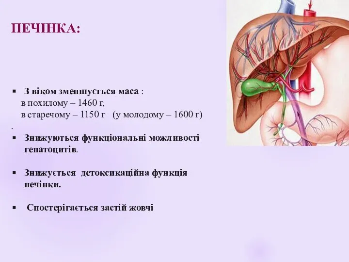 ПЕЧІНКА: З віком зменшується маса : в похилому – 1460 г, в