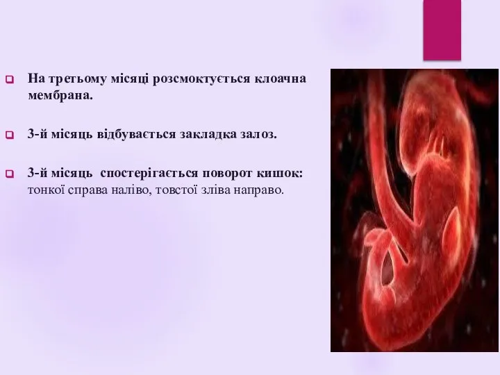 На третьому місяці розсмоктується клоачна мембрана. 3-й місяць відбувається закладка залоз. 3-й