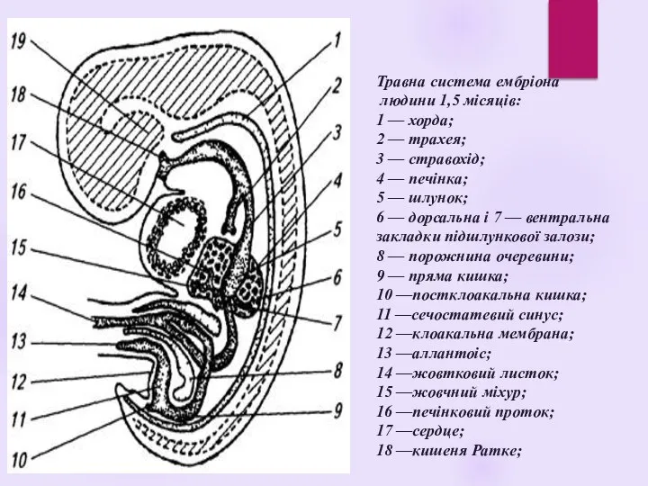 Травна система ембріона людини 1,5 місяців: 1 — хорда; 2 — трахея;
